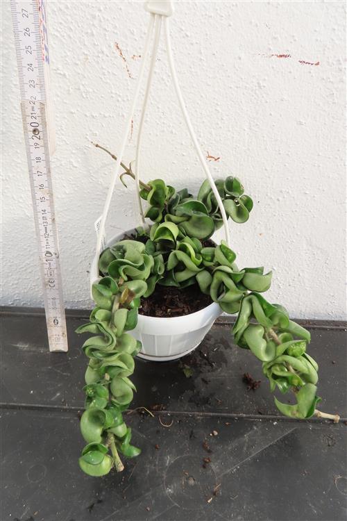 Hoya carnosa compacta krinkle – Bild 2