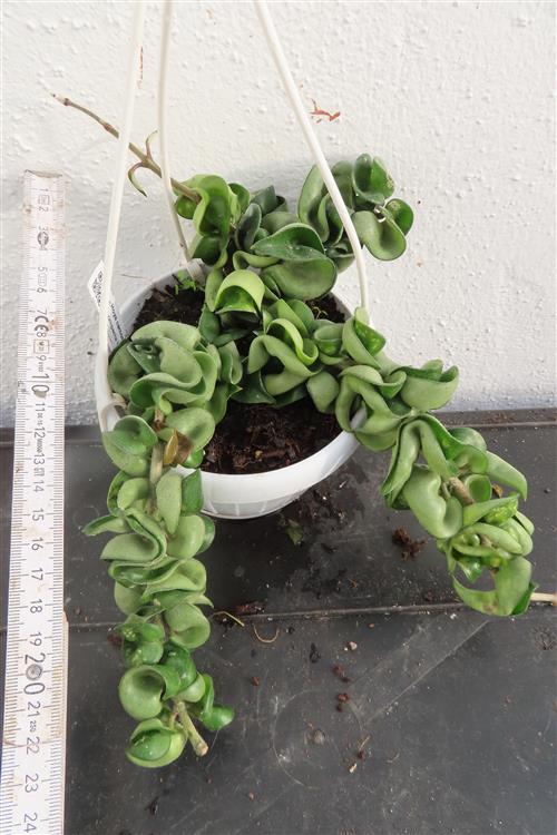 Hoya carnosa compacta krinkle – Bild 3