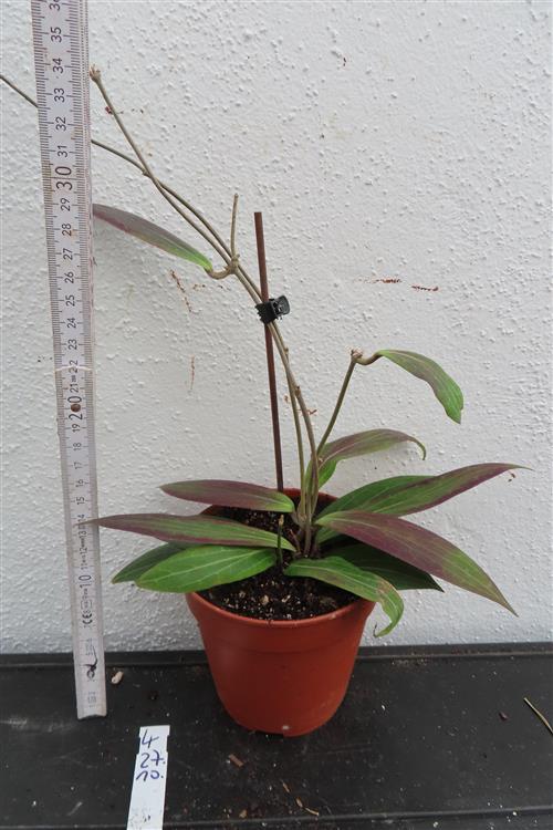 Hoya soligamiana – Bild 2