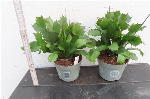 Weihnachtskaktus, Schlumbergera rot blühend – Bild 2