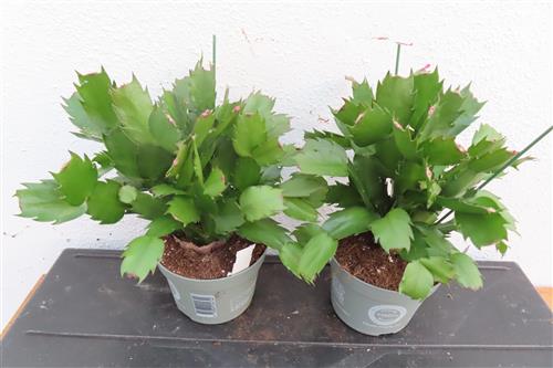 Weihnachtskaktus, Schlumbergera rot blühend – Bild 3