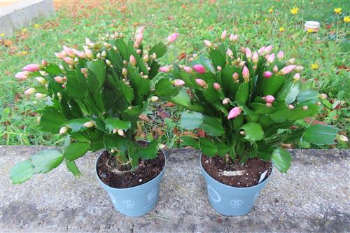 Weihnachtskaktus, Schlumbergera, rosa blühend – Bild 2