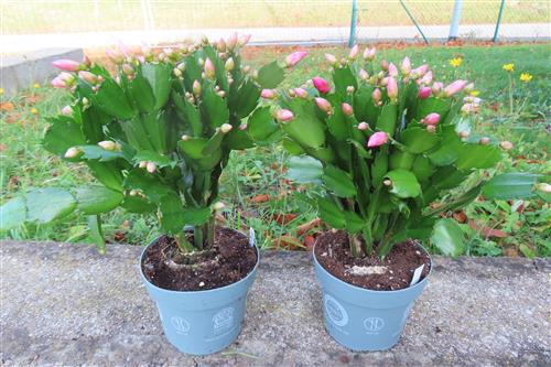 Weihnachtskaktus, Schlumbergera, rosa blühend – Bild 3