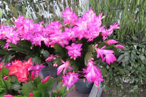 Weihnachtskaktus, Schlumbergera, rosa blühend – Bild 4