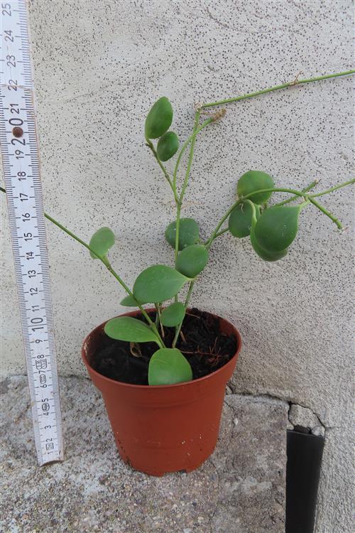 Hoya brevialata – Bild 2