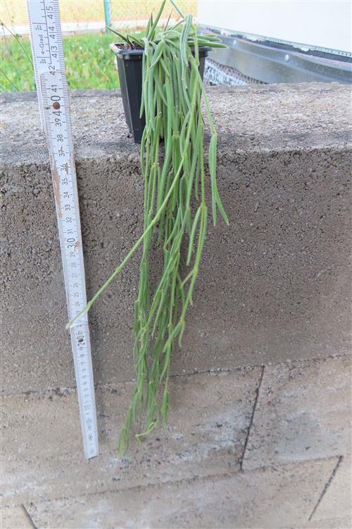 Hoya linearis – Bild 2