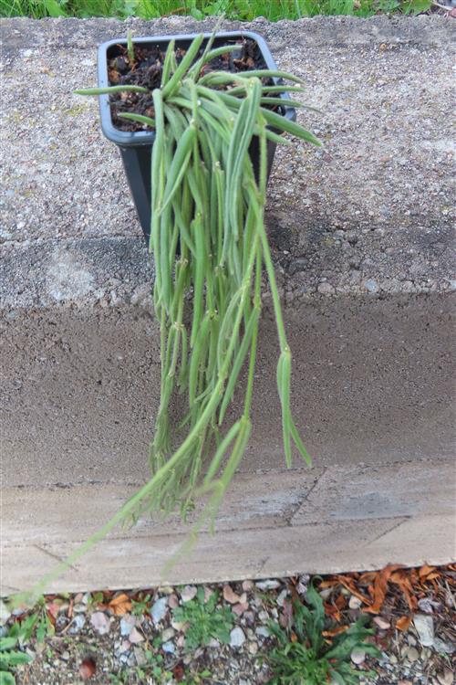 Hoya linearis – Bild 3