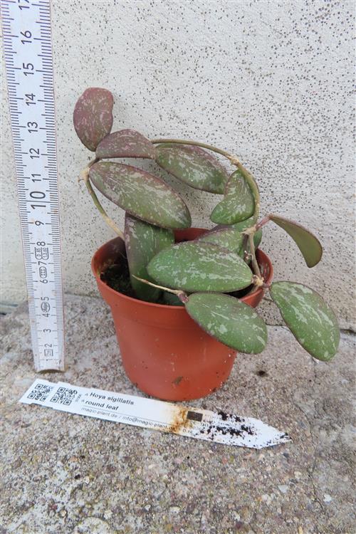 Hoya sigillatis round leaf – Bild 2