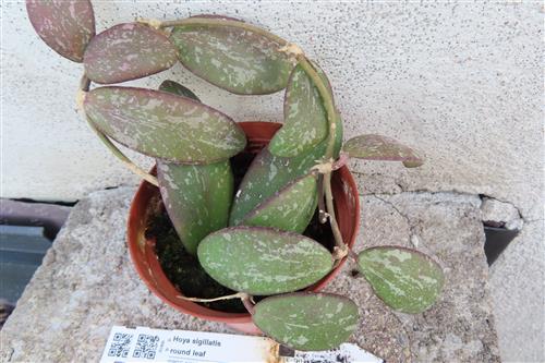 Hoya sigillatis round leaf – Bild 3