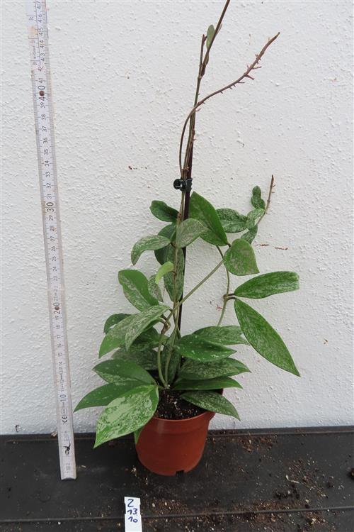 Hoya pubicalix splash Silver Spot – Bild 2