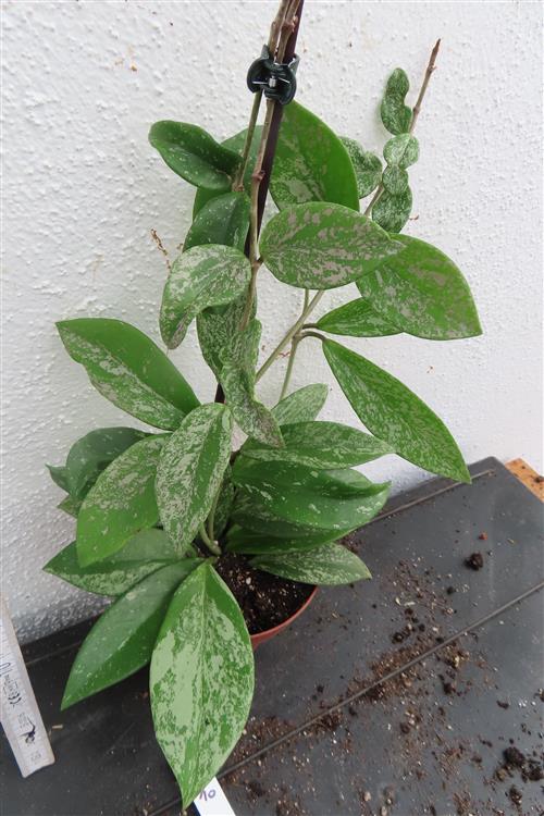 Hoya pubicalix splash Silver Spot – Bild 3