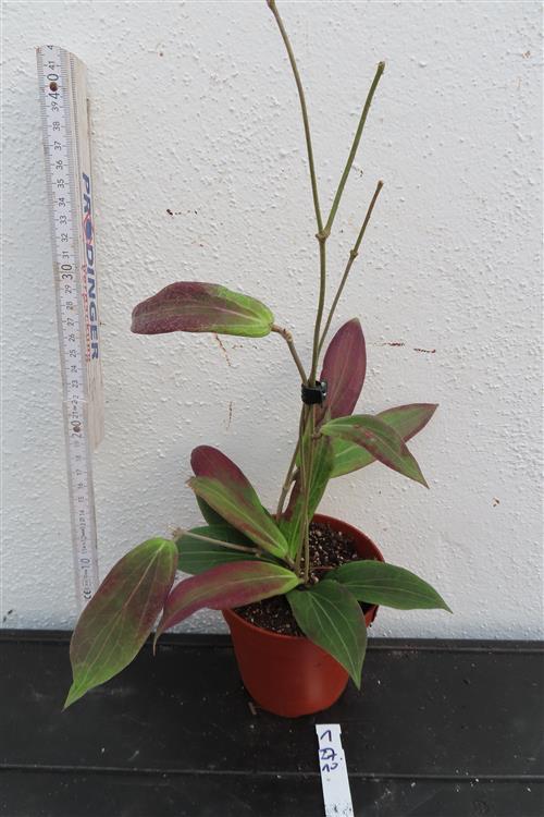 Hoya soligamiana – Bild 2