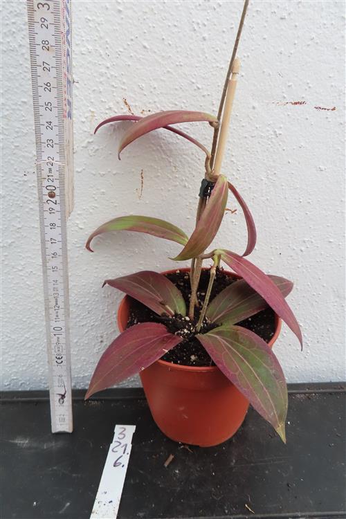 Hoya soligamiana – Bild 2