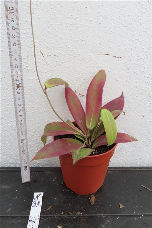 Hoya soligamiana – Bild 2