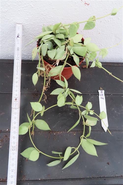 Hoya lacunosa mint – Bild 2