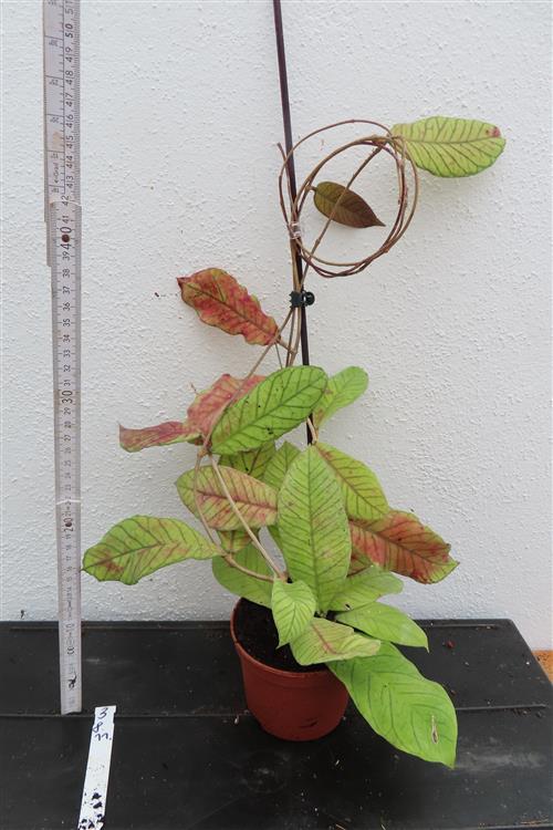 Hoya Sabah – Bild 2