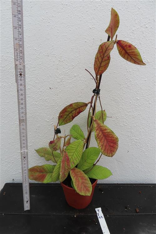 Hoya Sabah – Bild 2