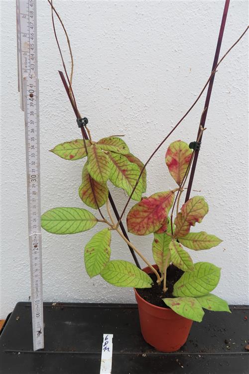 Hoya Sabah – Bild 2