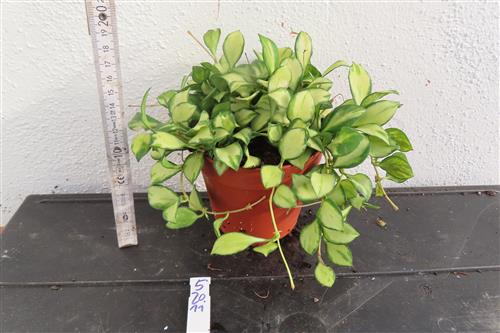 Hoya heuschkeliana – Bild 2