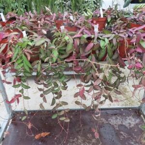 Hoya Rosita, Wachsblume