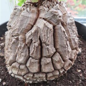 Dioscorea elephantipes