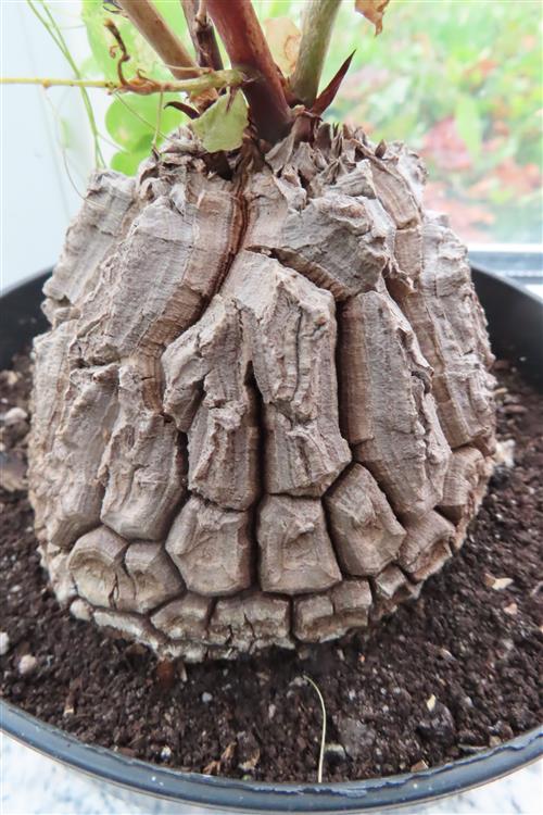 Dioscorea elephantipes