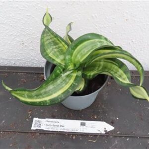 Sansevieria Curly Spiral Star