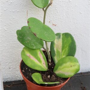 Hoya obovata variegata