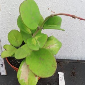 Hoya obovata variegata