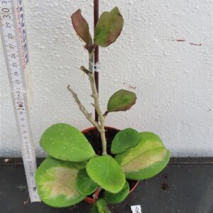 Hoya obovata variegata