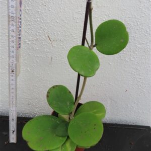 Hoya obovata variegata