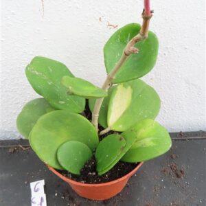 Hoya obovata variegata