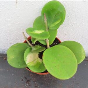Hoya obovata variegata