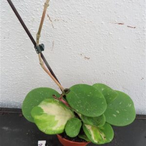 Hoya obovata variegata