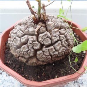 Dioscorea elephantipes