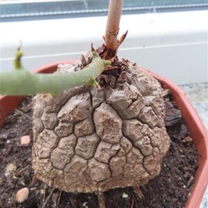 Dioscorea elephantipes