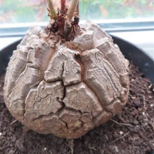 Dioscorea elephantipes