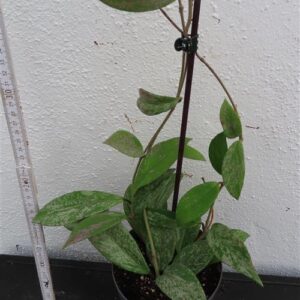 Hoya pubicalix splash Silver Spot