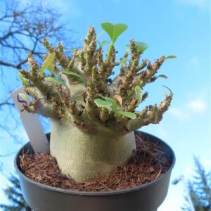 Adenium Baobab