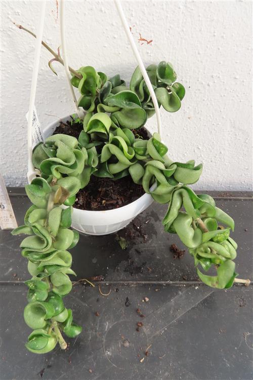 Hoya carnosa compacta krinkle