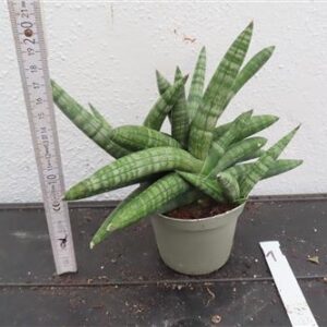 Sansevieria boncel