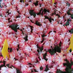 Weihnachtskaktus, Schlumbergera rot blühend