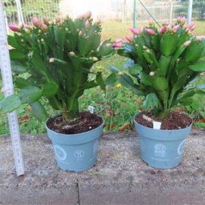 Weihnachtskaktus, Schlumbergera, rosa blühend