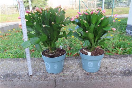 Weihnachtskaktus, Schlumbergera, rosa blühend