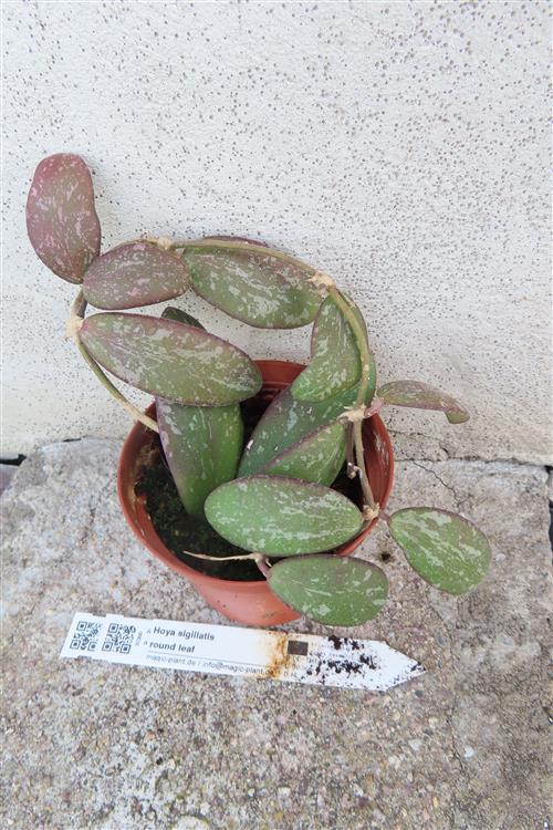Hoya sigillatis round leaf