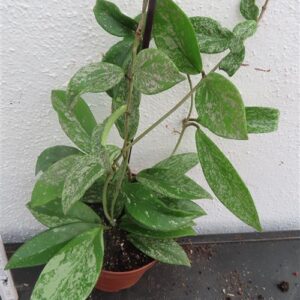 Hoya pubicalix splash Silver Spot