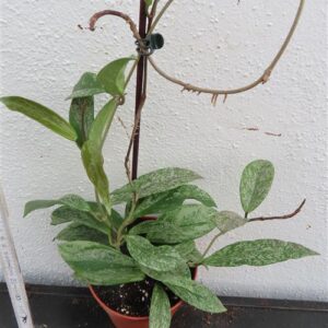 Hoya pubicalix splash Silver Spot