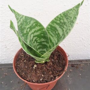 Sansevieria Green Hahnii