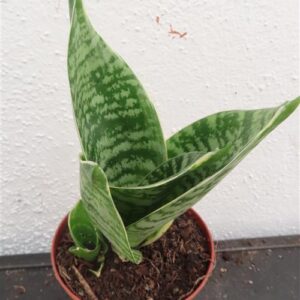 Sansevieria Green Hahnii