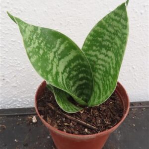 Sansevieria Green Hahnii